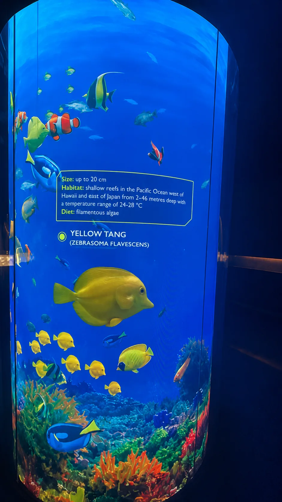 Species information displayed after selecting a yellow tang in the digital aquarium.
