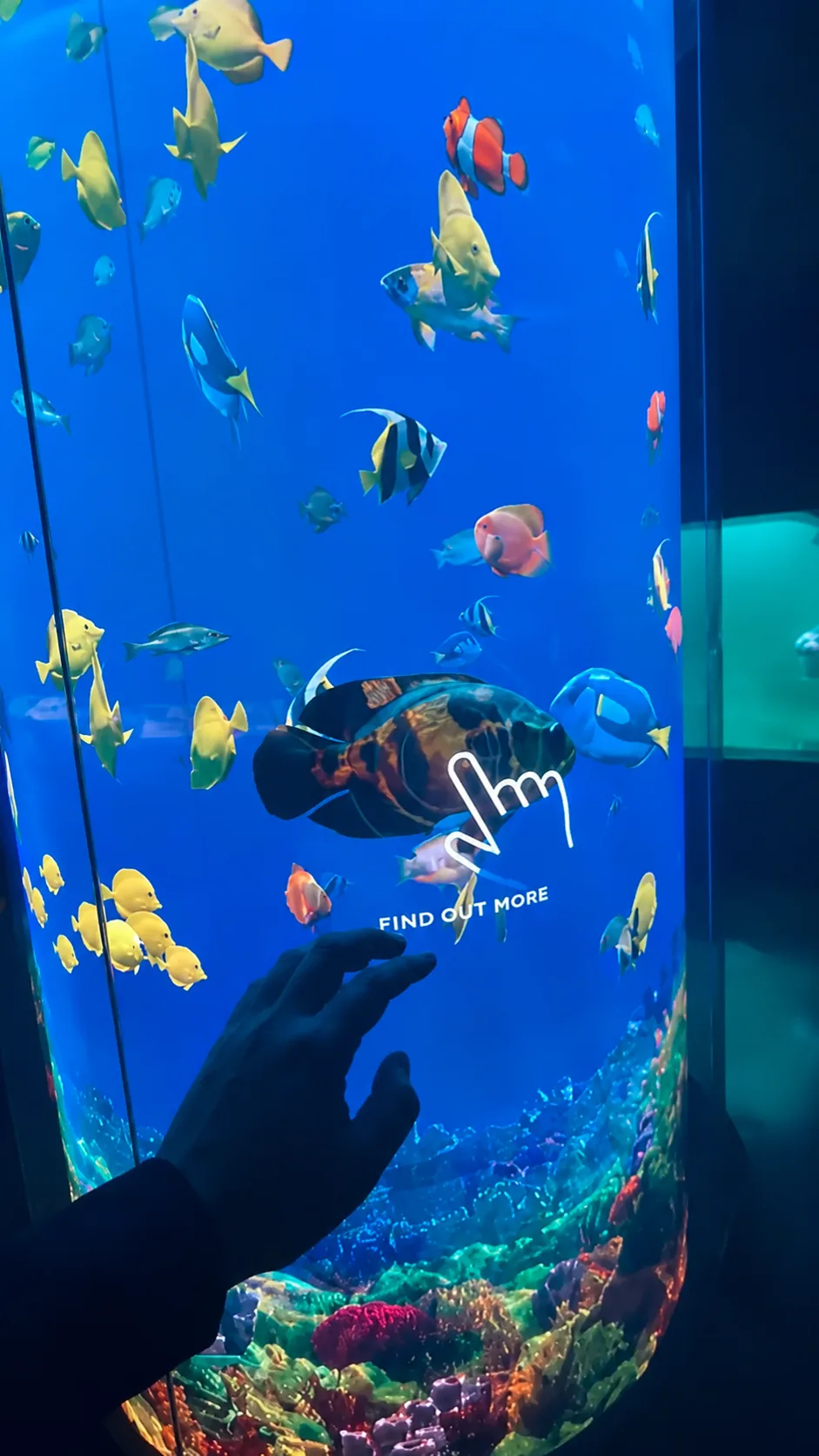A visitor touching an animated fish on the transparent multi-touch surface.